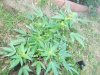 weedy june 8 2010 update 046.jpg