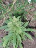 weedy june 8 2010 update 031.jpg