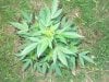 weedy june 8 2010 update 039.jpg