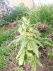 weedy june 8 2010 update 022.jpg