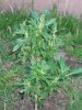 weedy june 8 2010 update 003.jpg