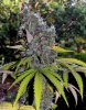 420Fiestalast (Small).jpg