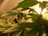 flowering week 3 day 4 009.jpg