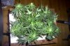 flower_28_360_degree_4.jpg