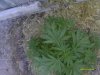 june 16 2010 white widow.jpg