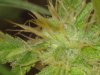 bud shots 35 days flowering 052.jpg