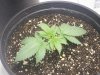 Vanilla Kush 01 day21.jpg