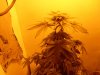 flowering week 4 day 4 001.jpg