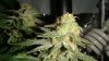 BM__lowerrightsideAG35daysflowering.jpg