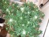 DSCF0779.jpg