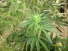 blue cheese 4 weeks in flowering 028.jpg