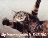 Penis-Cat.jpg