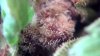 Double_Grape_at_70_days_pic_e.JPG