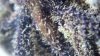 Double_Grape_at_70_days_pic_gg.JPG