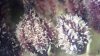 Double_Grape_at_70_days_pic_dd.JPG