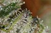 D_Purple_Nugs_007.jpg