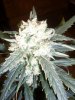 Sharksbreath Cola Close up.JPG