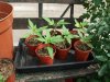 Grow Diary 004.jpg