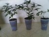 Clones,%20Plat%20Kush,%20NYCD,%20TW..jpg