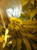 4 weeks flowering 016.jpg