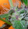 620dpd-29-1-med.jpg