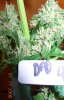 620dpd-5-10.jpg