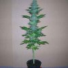 2839Picture%20036-med.jpg