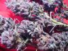 dpd_premanucured_1128063.jpg