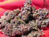 dpd_premanucured_1128069.jpg