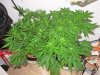 mystery grow 024.jpg