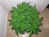 mystery grow 008.jpg