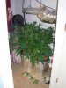 mystery grow 042.jpg