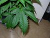 mystery grow 009.jpg