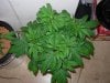 mystery grow 003.jpg