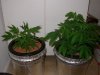 mystery grow 001.jpg