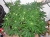 mystery grow 028.jpg