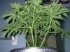 mystery grow 023.jpg