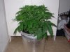 mystery grow 007.jpg