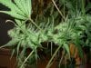 mystery grow 057.jpg