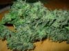 mystery grow 120.jpg