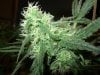 mystery grow 078.jpg