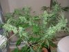 mystery grow 075.jpg