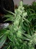 mystery grow 153.jpg