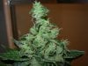 mystery grow 150.jpg