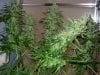 mystery grow 148.jpg