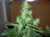 mystery grow 149.jpg