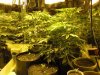 Grow Room Day 35.jpg