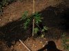 2010Grow 021.jpg