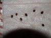 seeds cracking at 2days.jpg