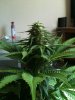 budbud 011.jpg